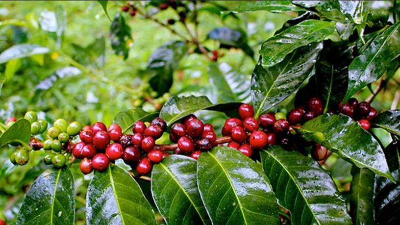 Organic Coffee